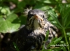 Filename=128_fotowilga~24.JPG
Filesize=83KB
Dimensions=640x475
Date added=May 15, 2016 128_fotowilga~24.JPG