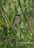 Filename=128_fotowilga~27.JPG
Filesize=72KB
Dimensions=343x480
Date added=Jul 21, 2016 128_fotowilga~27.JPG