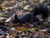 Filename=128_fotowilga~46.JPG
Filesize=321KB
Dimensions=700x525
Date added=Dec 27, 2017 128_fotowilga~46.JPG