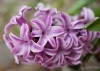 Filename=128_fotowilga~68.JPG
Filesize=238KB
Dimensions=700x503
Date added=Feb 03, 2020 128_fotowilga~68.JPG