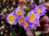 Filename=129_fotowilga~33.JPG
Filesize=96KB
Dimensions=640x469
Date added=Mar 22, 2017 129_fotowilga~33.JPG