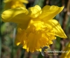 Filename=129_fotowilga~34.JPG
Filesize=83KB
Dimensions=577x480
Date added=Mar 25, 2017 129_fotowilga~34.JPG