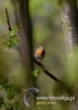 Filename=130_fotowilga~30.JPG
Filesize=46KB
Dimensions=343x480
Date added=May 26, 2016 130_fotowilga~30.JPG