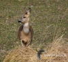 Filename=130_fotowilga~40.JPG
Filesize=114KB
Dimensions=522x480
Date added=Mar 14, 2017 130_fotowilga~40.JPG