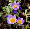 Filename=130_fotowilga~42.JPG
Filesize=89KB
Dimensions=496x480
Date added=Mar 22, 2017 130_fotowilga~42.JPG