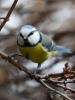 130_fotowilga~46.JPG
