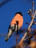 Filename=130_fotowilga~54.JPG
Filesize=238KB
Dimensions=525x700
Date added=Feb 22, 2018 130_fotowilga~54.JPG