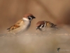 Filename=130_fotowilga~58.JPG
Filesize=190KB
Dimensions=700x525
Date added=Jan 07, 2019 130_fotowilga~58.JPG