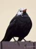 Filename=130_fotowilga~60.JPG
Filesize=204KB
Dimensions=525x700
Date added=Mar 04, 2019 130_fotowilga~60.JPG
