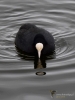 Filename=130_fotowilga~64.JPG
Filesize=203KB
Dimensions=525x700
Date added=May 20, 2019 130_fotowilga~64.JPG