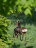 Filename=130_fotowilga~65.JPG
Filesize=292KB
Dimensions=525x700
Date added=Jun 06, 2019 130_fotowilga~65.JPG