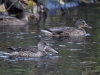 Filename=130_fotowilga~66.JPG
Filesize=283KB
Dimensions=700x525
Date added=Jul 05, 2019 130_fotowilga~66.JPG