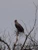 Filename=130_fotowilga~68.JPG
Filesize=244KB
Dimensions=525x700
Date added=Dec 10, 2019 130_fotowilga~68.JPG