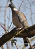 Filename=131_fotowilga~21.JPG
Filesize=77KB
Dimensions=343x480
Date added=Nov 13, 2015 131_fotowilga~21.JPG