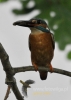 Filename=131_fotowilga~24.JPG
Filesize=64KB
Dimensions=343x480
Date added=Dec 25, 2015 131_fotowilga~24.JPG