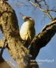 Filename=131_fotowilga~25.JPG
Filesize=88KB
Dimensions=400x480
Date added=Feb 10, 2016 131_fotowilga~25.JPG