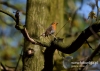 Filename=131_fotowilga~30.JPG
Filesize=83KB
Dimensions=640x457
Date added=May 06, 2016 131_fotowilga~30.JPG
