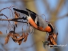 Filename=131_fotowilga~38.JPG
Filesize=79KB
Dimensions=640x480
Date added=Dec 15, 2016 131_fotowilga~38.JPG