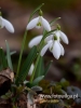 Filename=131_fotowilga~40.JPG
Filesize=54KB
Dimensions=360x480
Date added=Mar 07, 2017 131_fotowilga~40.JPG