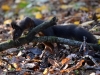 Filename=131_fotowilga~48.JPG
Filesize=303KB
Dimensions=700x525
Date added=Dec 28, 2017 131_fotowilga~48.JPG