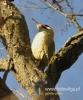 Filename=132_fotowilga~29.JPG
Filesize=90KB
Dimensions=400x480
Date added=Apr 21, 2016 132_fotowilga~29.JPG