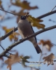 Filename=132_fotowilga~33.JPG
Filesize=55KB
Dimensions=384x480
Date added=Dec 01, 2016 132_fotowilga~33.JPG