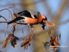 Filename=132_fotowilga~34.JPG
Filesize=77KB
Dimensions=640x480
Date added=Dec 09, 2016 132_fotowilga~34.JPG