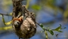 Filename=132_fotowilga~37.JPG
Filesize=208KB
Dimensions=700x406
Date added=Apr 18, 2017 132_fotowilga~37.JPG