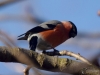 Filename=132_fotowilga~49.JPG
Filesize=230KB
Dimensions=700x525
Date added=Mar 30, 2018 132_fotowilga~49.JPG