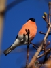 Filename=132_fotowilga~50.JPG
Filesize=210KB
Dimensions=525x700
Date added=Oct 17, 2018 132_fotowilga~50.JPG