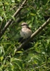 Filename=132_fotowilga~53.JPG
Filesize=276KB
Dimensions=499x700
Date added=Jan 04, 2019 132_fotowilga~53.JPG