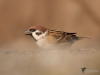 Filename=132_fotowilga~54.JPG
Filesize=194KB
Dimensions=700x525
Date added=Jan 07, 2019 132_fotowilga~54.JPG
