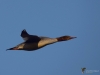 Filename=132_fotowilga~55.JPG
Filesize=170KB
Dimensions=700x525
Date added=Jan 21, 2019 132_fotowilga~55.JPG