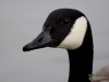 Filename=132_fotowilga~59.JPG
Filesize=160KB
Dimensions=700x525
Date added=May 06, 2019 132_fotowilga~59.JPG