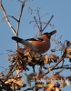 Filename=133_fotowilga~24.JPG
Filesize=90KB
Dimensions=377x480
Date added=Dec 16, 2015 133_fotowilga~24.JPG