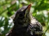 Filename=133_fotowilga~36.JPG
Filesize=81KB
Dimensions=640x475
Date added=Jul 07, 2016 133_fotowilga~36.JPG