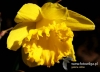 Filename=133_fotowilga~48.JPG
Filesize=81KB
Dimensions=640x464
Date added=Mar 25, 2017 133_fotowilga~48.JPG