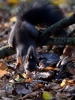 Filename=133_fotowilga~60.JPG
Filesize=291KB
Dimensions=525x700
Date added=Nov 24, 2017 133_fotowilga~60.JPG