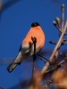 Filename=133_fotowilga~62.JPG
Filesize=230KB
Dimensions=525x700
Date added=Feb 22, 2018 133_fotowilga~62.JPG
