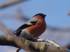 Filename=133_fotowilga~65.JPG
Filesize=230KB
Dimensions=700x525
Date added=Mar 31, 2018 133_fotowilga~65.JPG