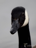 Filename=133_fotowilga~70.JPG
Filesize=159KB
Dimensions=525x700
Date added=May 07, 2019 133_fotowilga~70.JPG