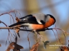 Filename=134_fotowilga~25.JPG
Filesize=76KB
Dimensions=640x480
Date added=Dec 10, 2016 134_fotowilga~25.JPG