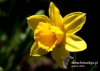 Filename=134_fotowilga~29.JPG
Filesize=74KB
Dimensions=640x457
Date added=Mar 06, 2017 134_fotowilga~29.JPG