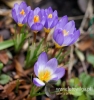 Filename=134_fotowilga~31.JPG
Filesize=81KB
Dimensions=455x480
Date added=Mar 22, 2017 134_fotowilga~31.JPG