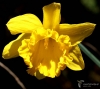 Filename=134_fotowilga~32.JPG
Filesize=216KB
Dimensions=700x623
Date added=Apr 14, 2017 134_fotowilga~32.JPG