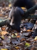 Filename=134_fotowilga~43.JPG
Filesize=306KB
Dimensions=525x700
Date added=Dec 27, 2017 134_fotowilga~43.JPG