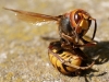 Filename=134_fotowilga~49.JPG
Filesize=295KB
Dimensions=700x525
Date added=Aug 28, 2018 134_fotowilga~49.JPG