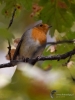 Filename=134_fotowilga~52.JPG
Filesize=245KB
Dimensions=525x700
Date added=Nov 05, 2018 134_fotowilga~52.JPG