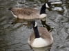 Filename=134_fotowilga~57.JPG
Filesize=293KB
Dimensions=700x525
Date added=May 20, 2019 134_fotowilga~57.JPG