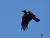 Filename=134_fotowilga~60.JPG
Filesize=212KB
Dimensions=700x525
Date added=Dec 03, 2019 134_fotowilga~60.JPG